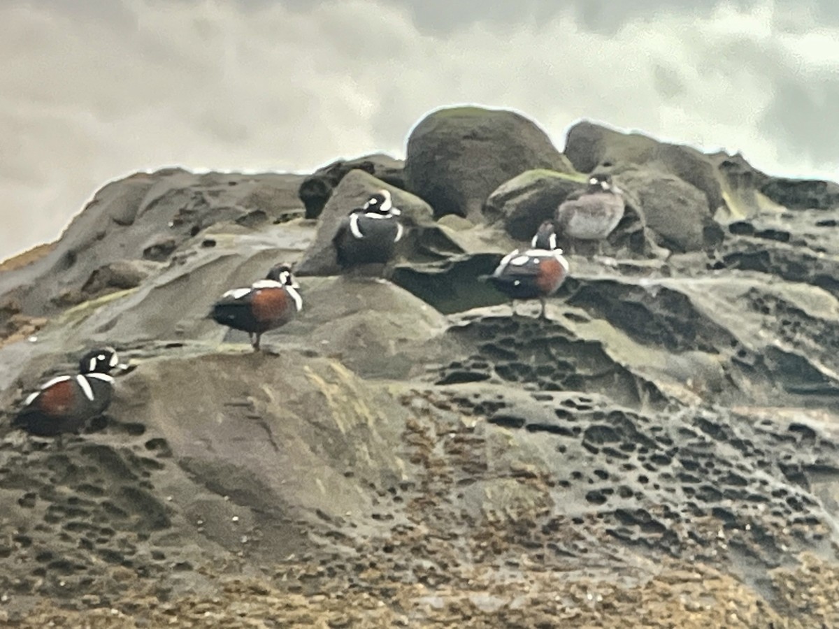 Harlequin Duck - ML652531465