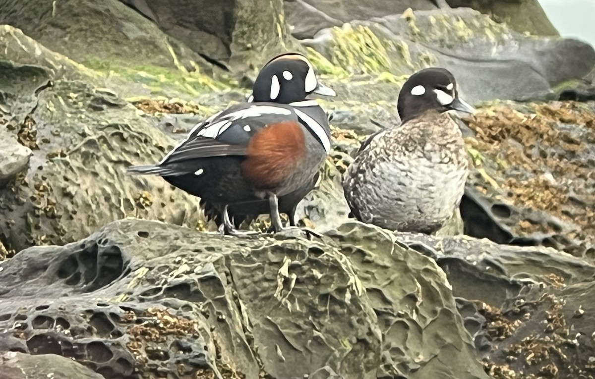 Harlequin Duck - ML652531496