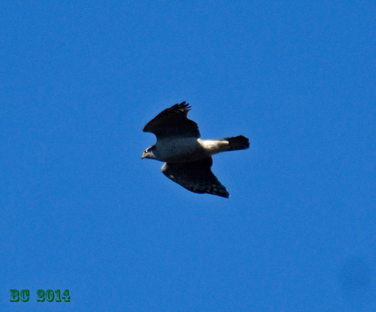 American Goshawk - ML65253151