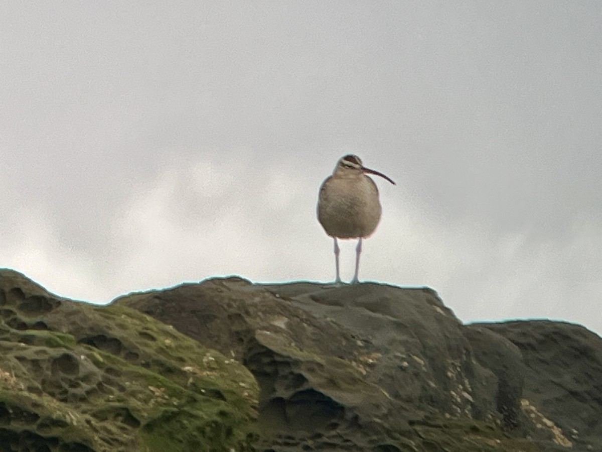 Hudsonian Whimbrel - ML652531553