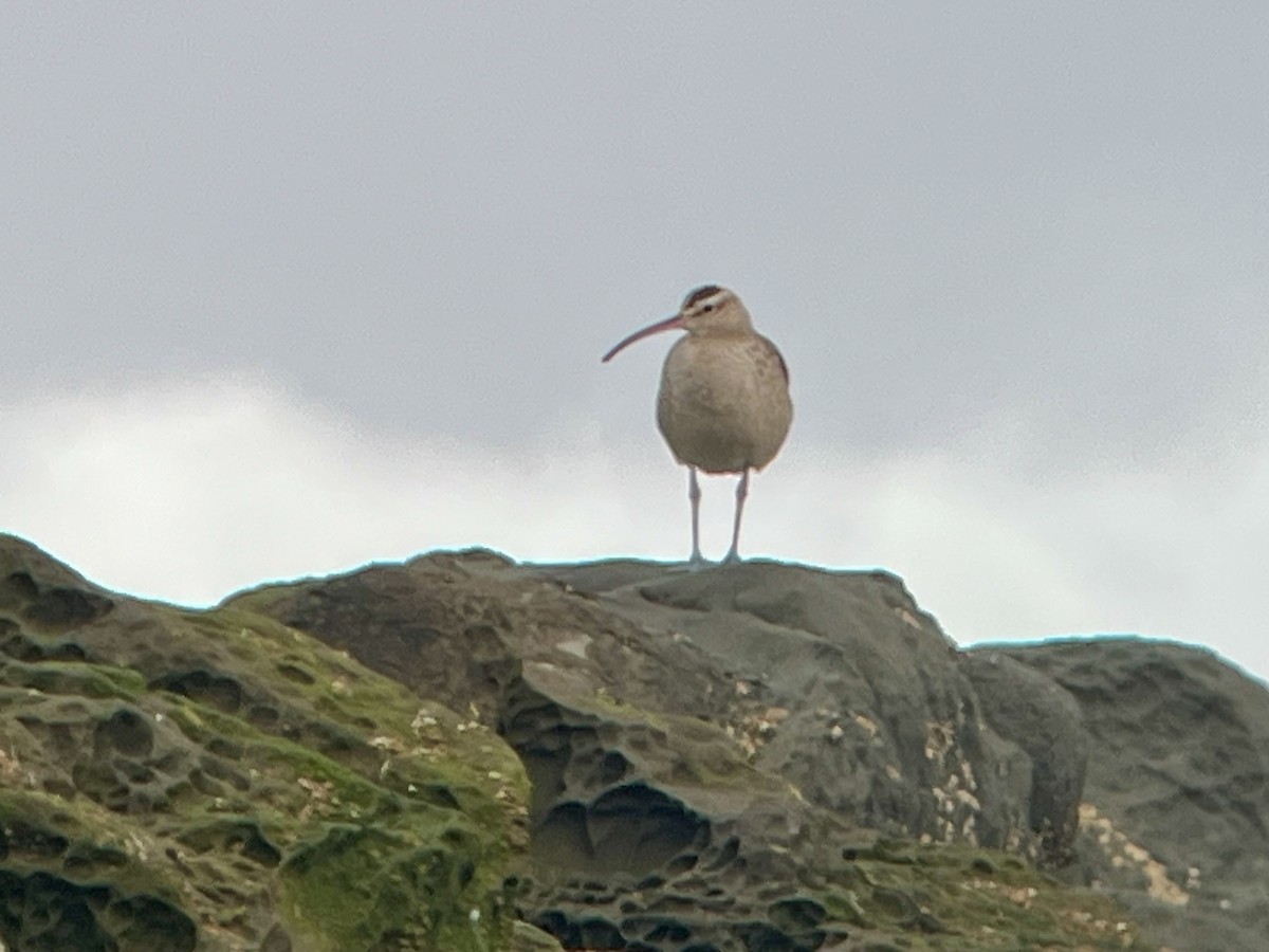 Hudsonian Whimbrel - ML652531554