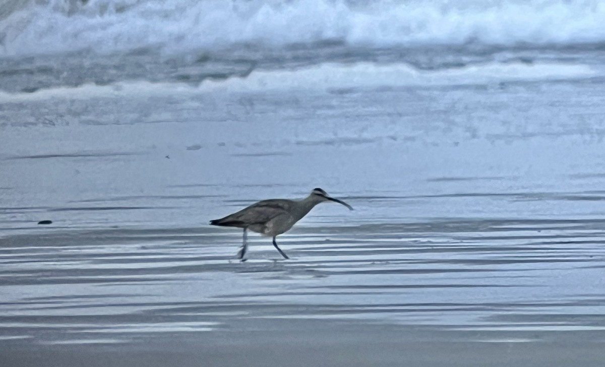 Hudsonian Whimbrel - ML652531571