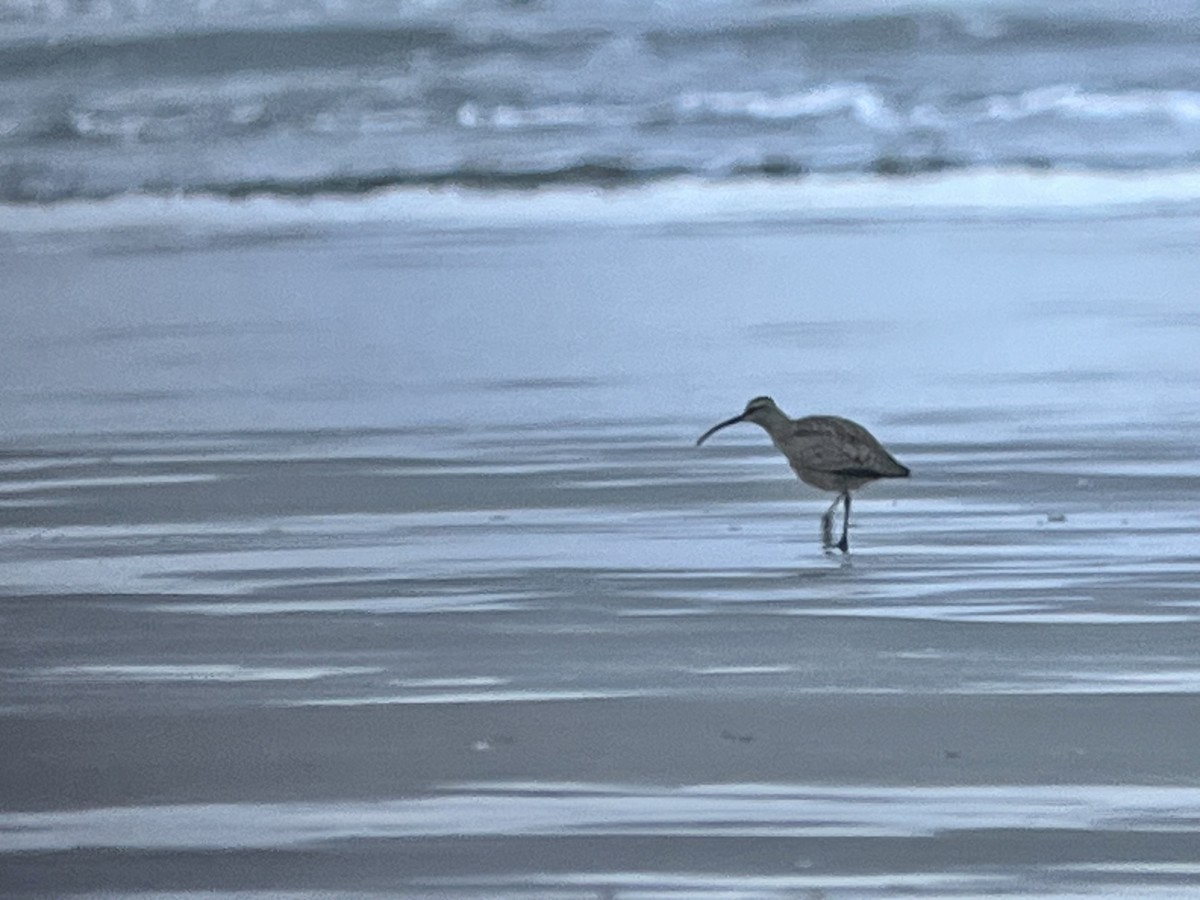 Hudsonian Whimbrel - ML652531572