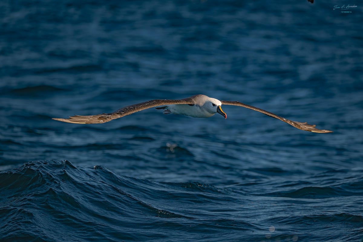 Atlantic Yellow-nosed Albatross - ML652531624