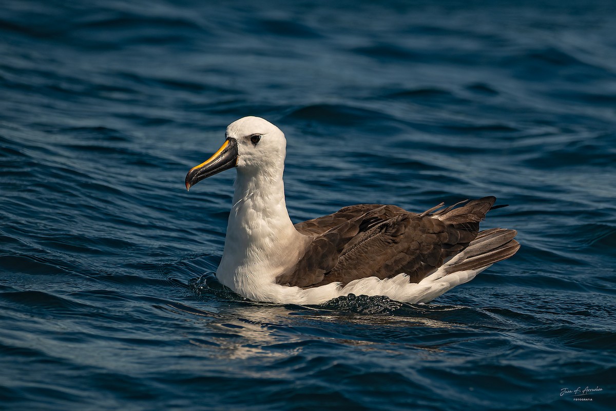 Atlantic Yellow-nosed Albatross - ML652531625
