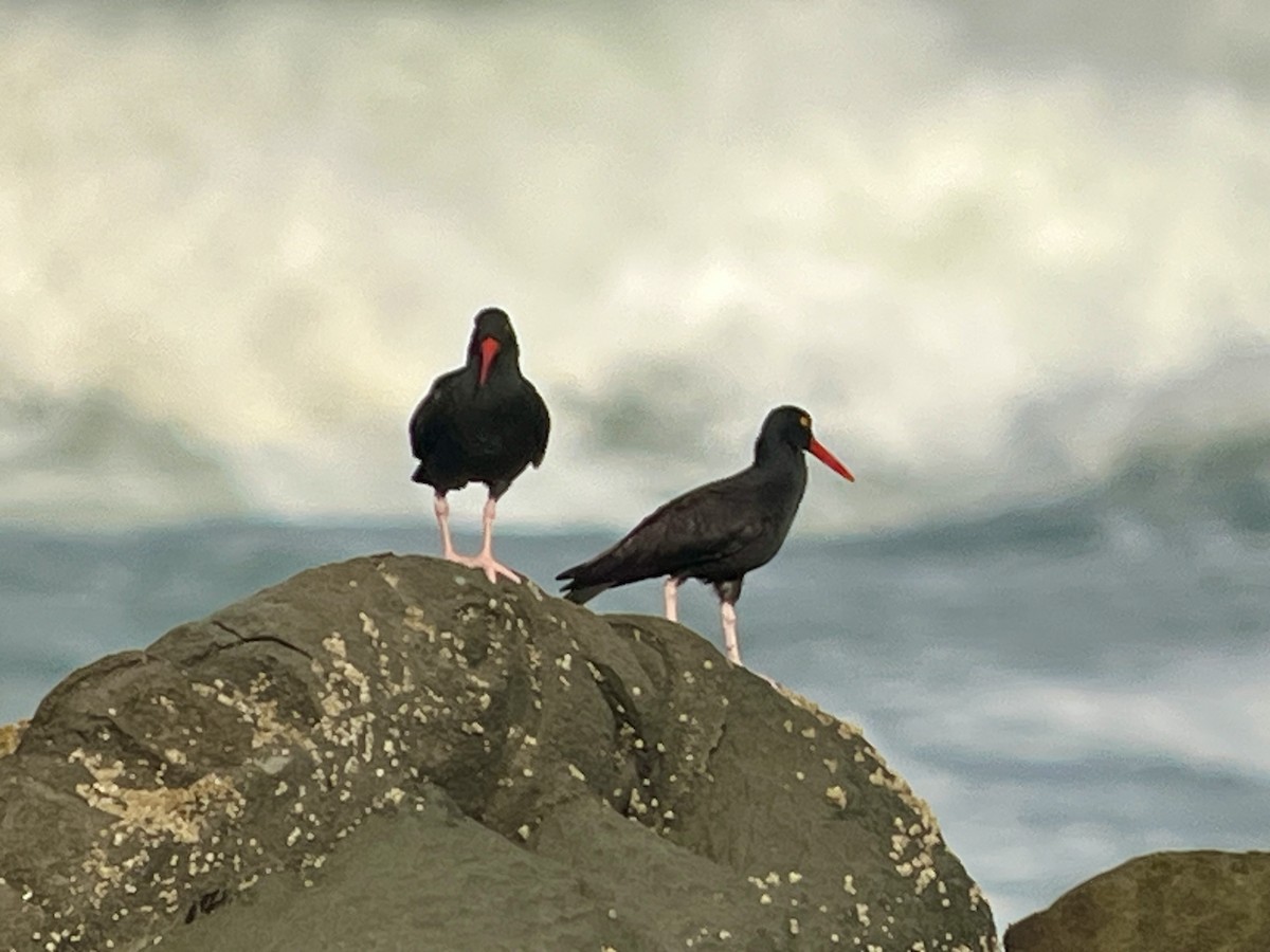 Black Oystercatcher - ML652531739