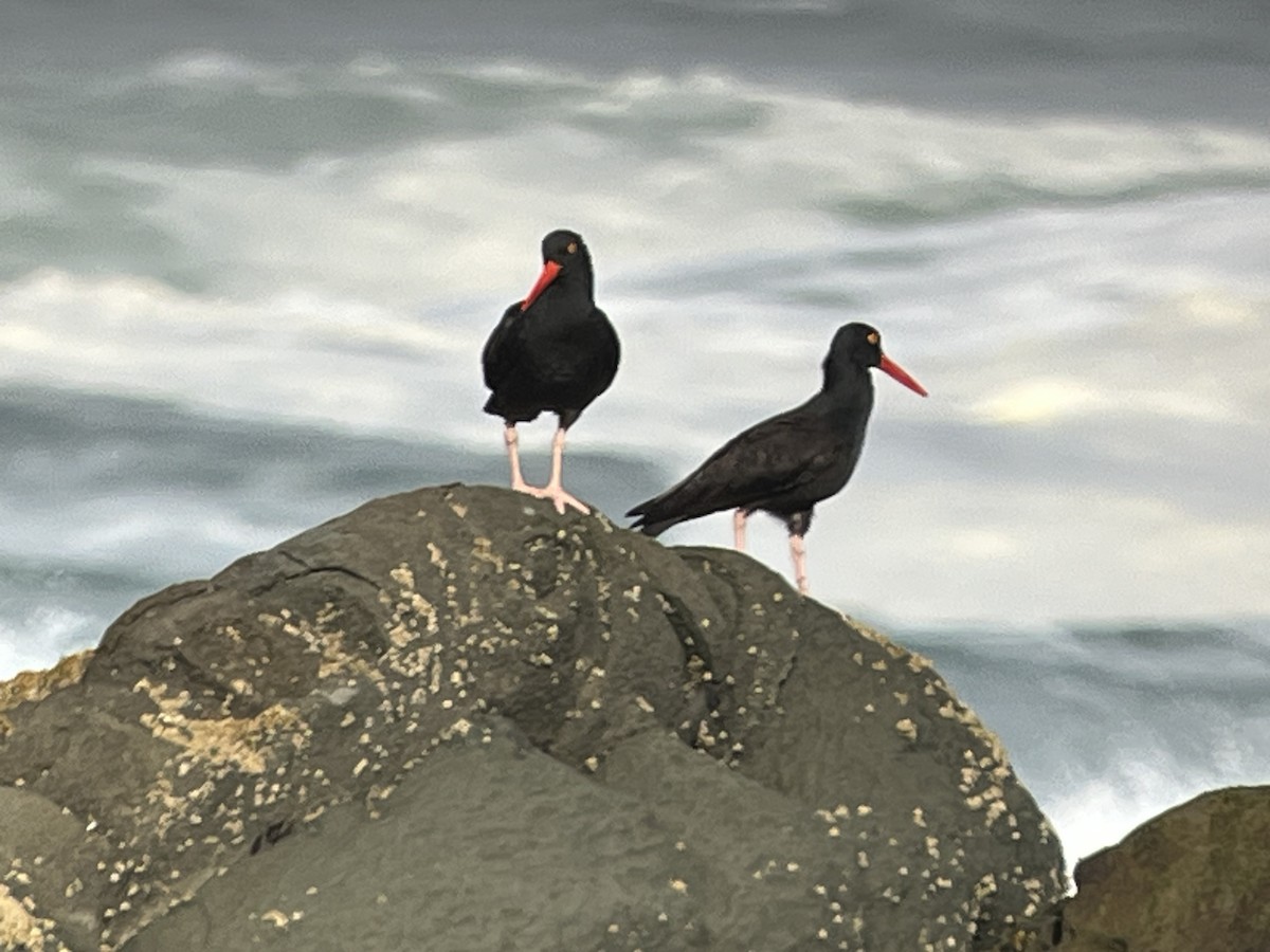 Black Oystercatcher - ML652531740