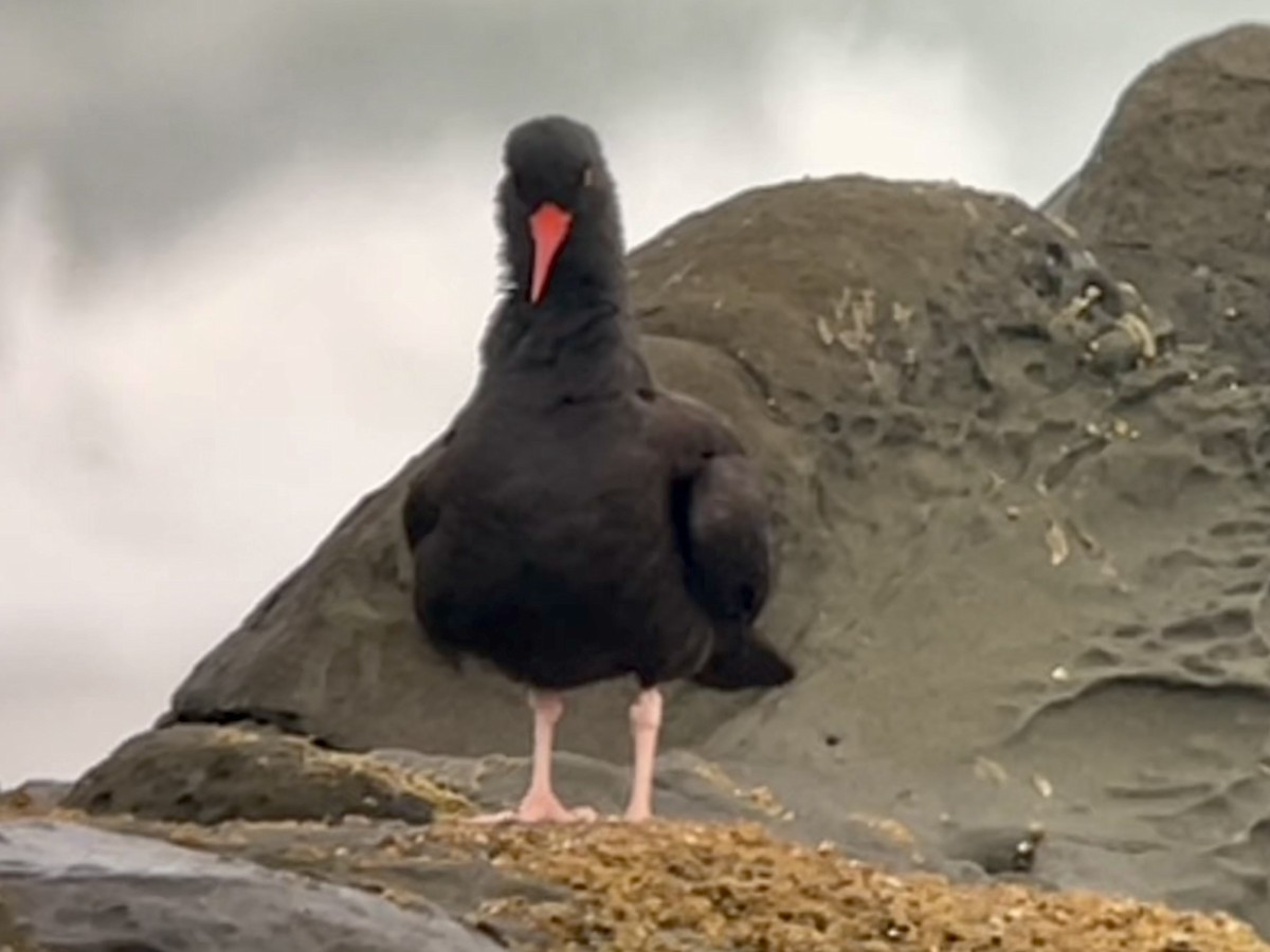Black Oystercatcher - ML652531757