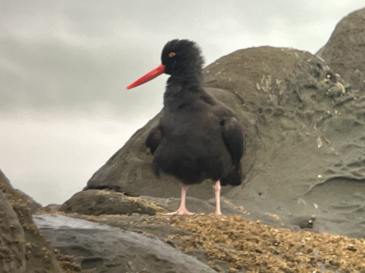 Black Oystercatcher - ML652531759