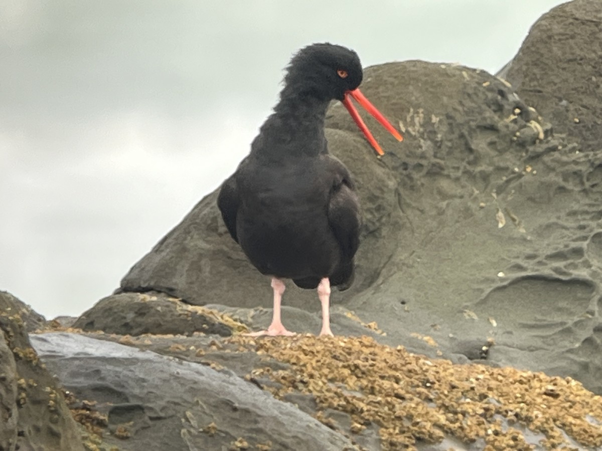 Black Oystercatcher - ML652531760