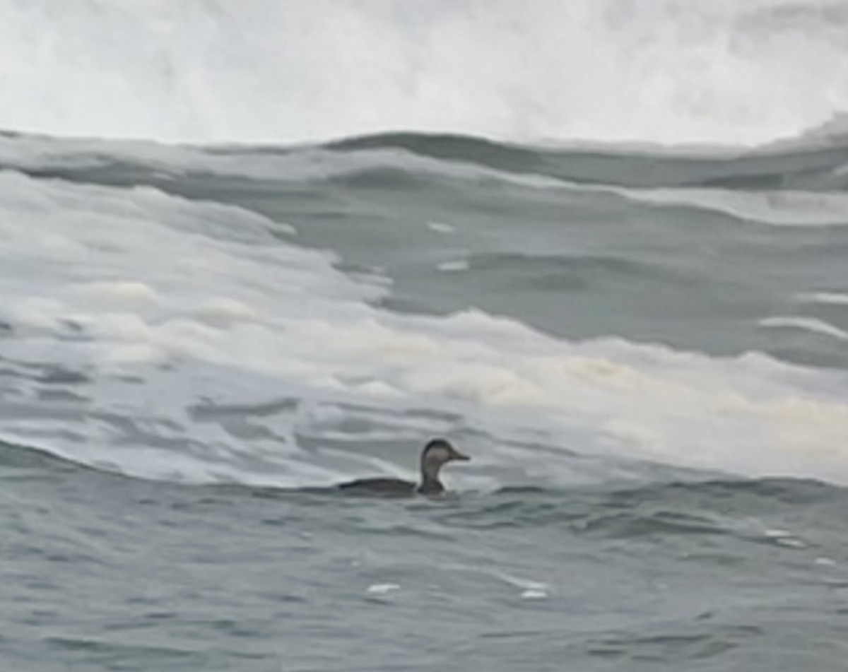 Black Scoter - ML652531888