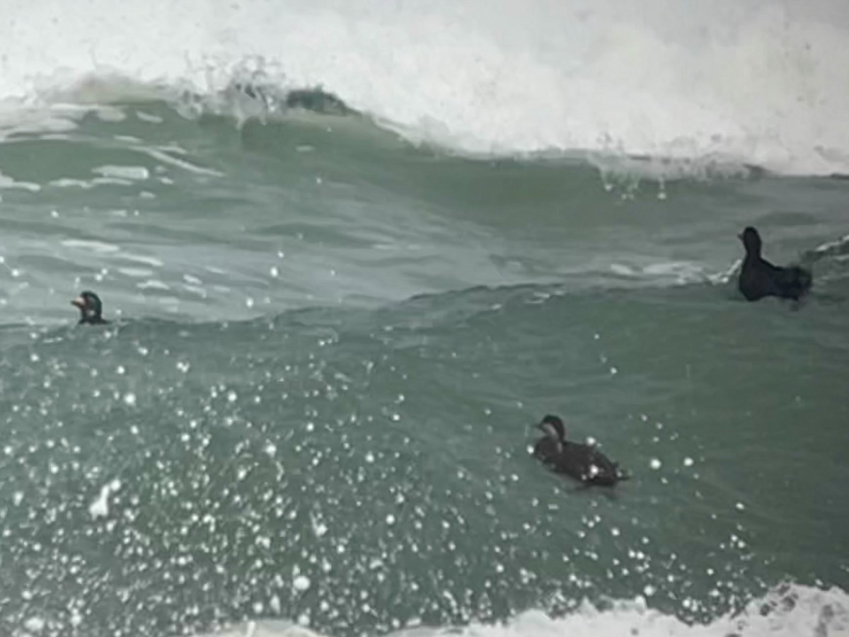 Black Scoter - ML652531889