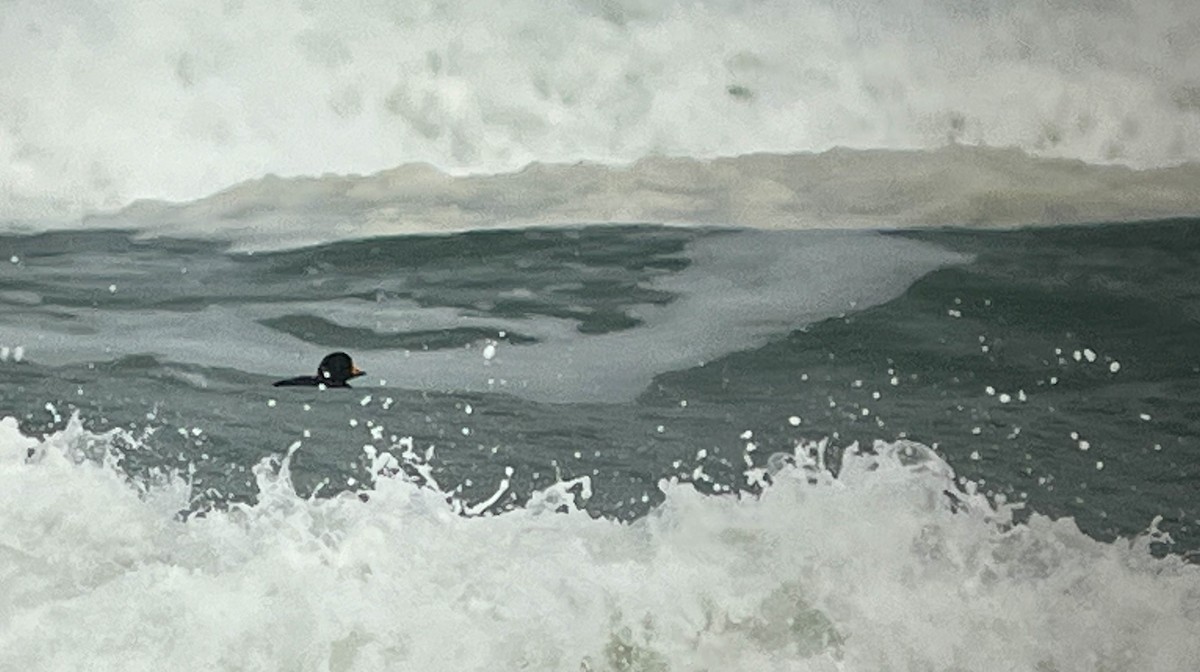 Black Scoter - ML652531890