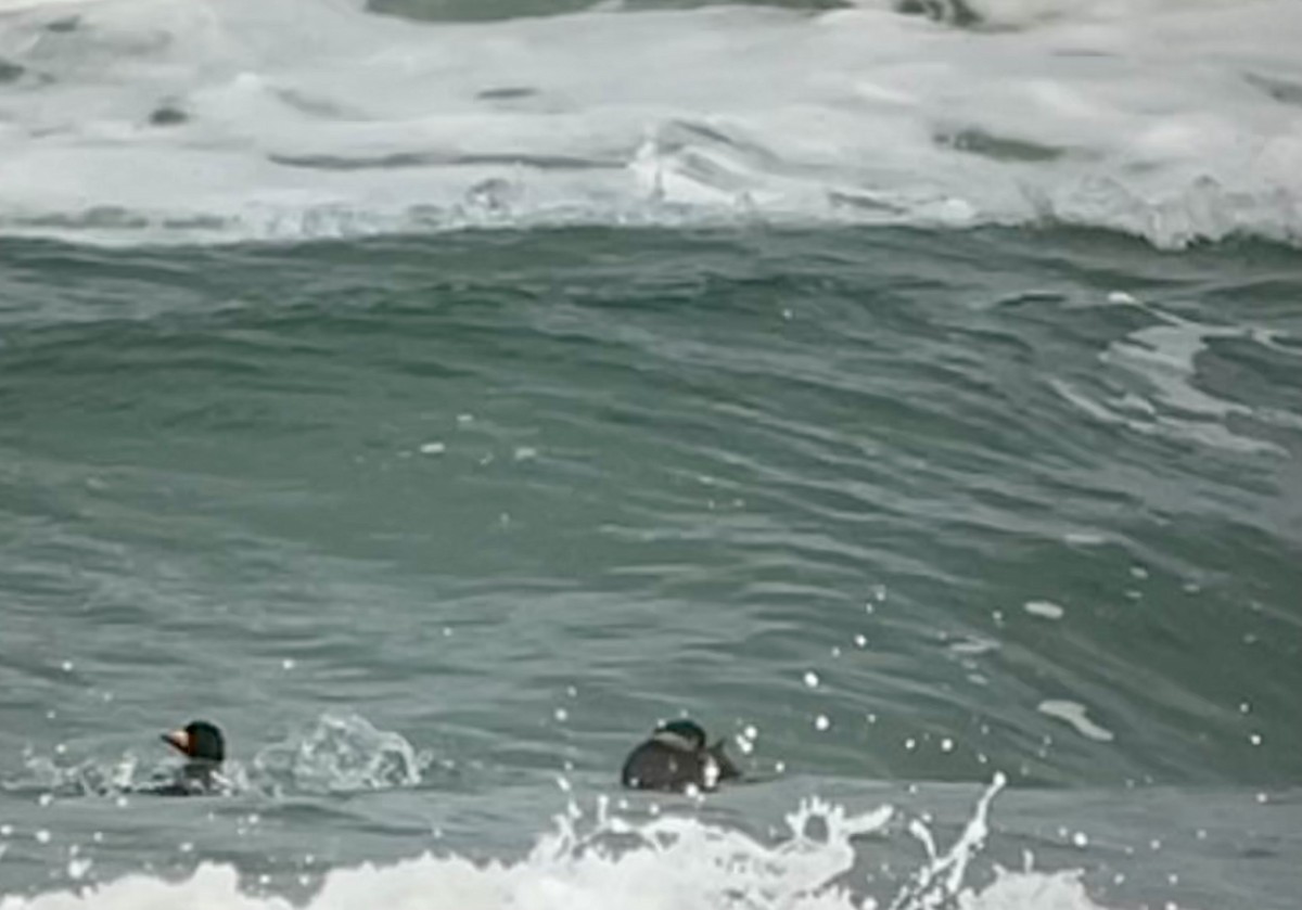 Black Scoter - ML652531891