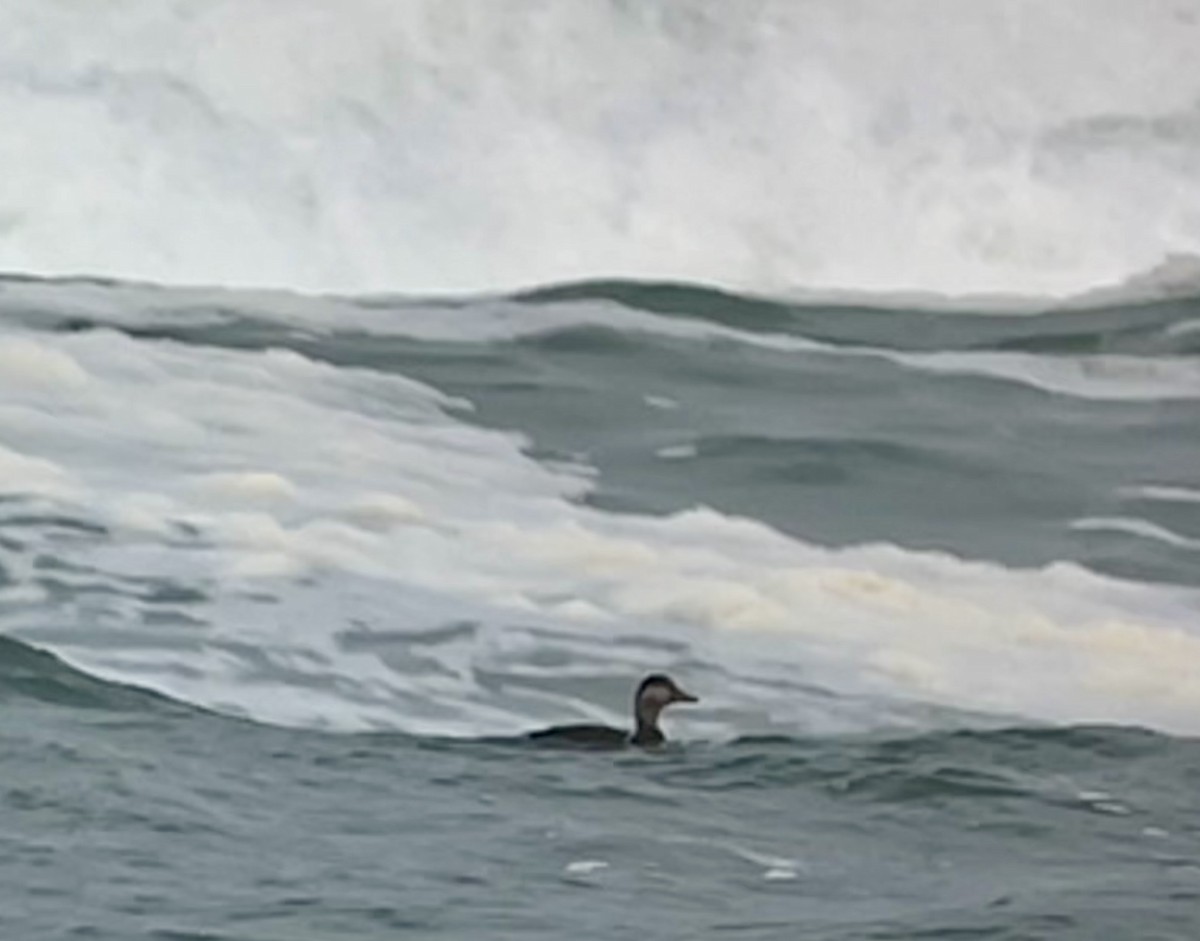 Black Scoter - ML652531892