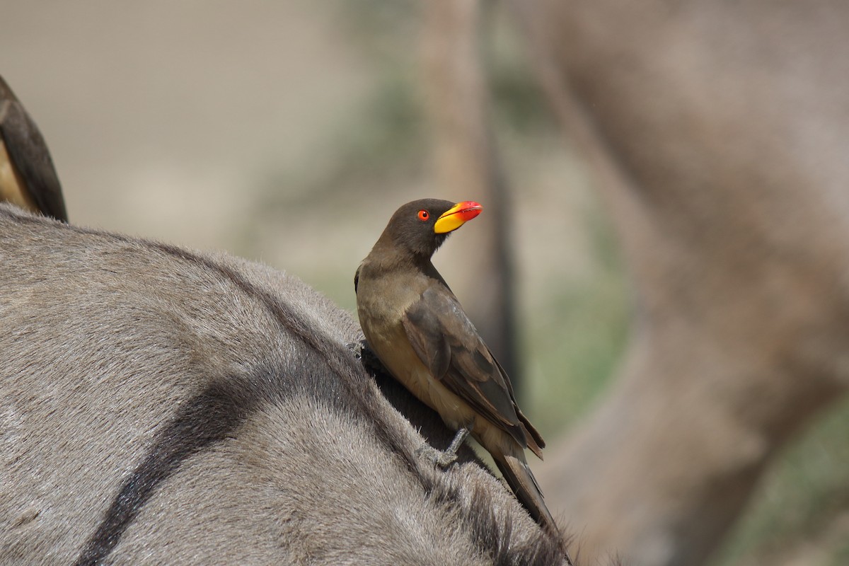Yellow-billed Oxpecker - ML652531909
