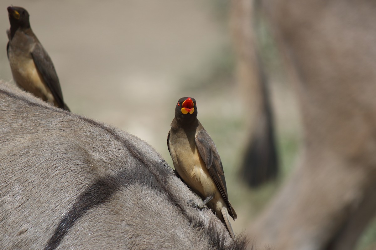 Yellow-billed Oxpecker - ML652531910