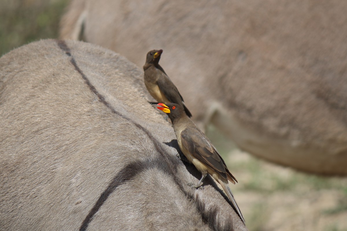 Yellow-billed Oxpecker - ML652531911
