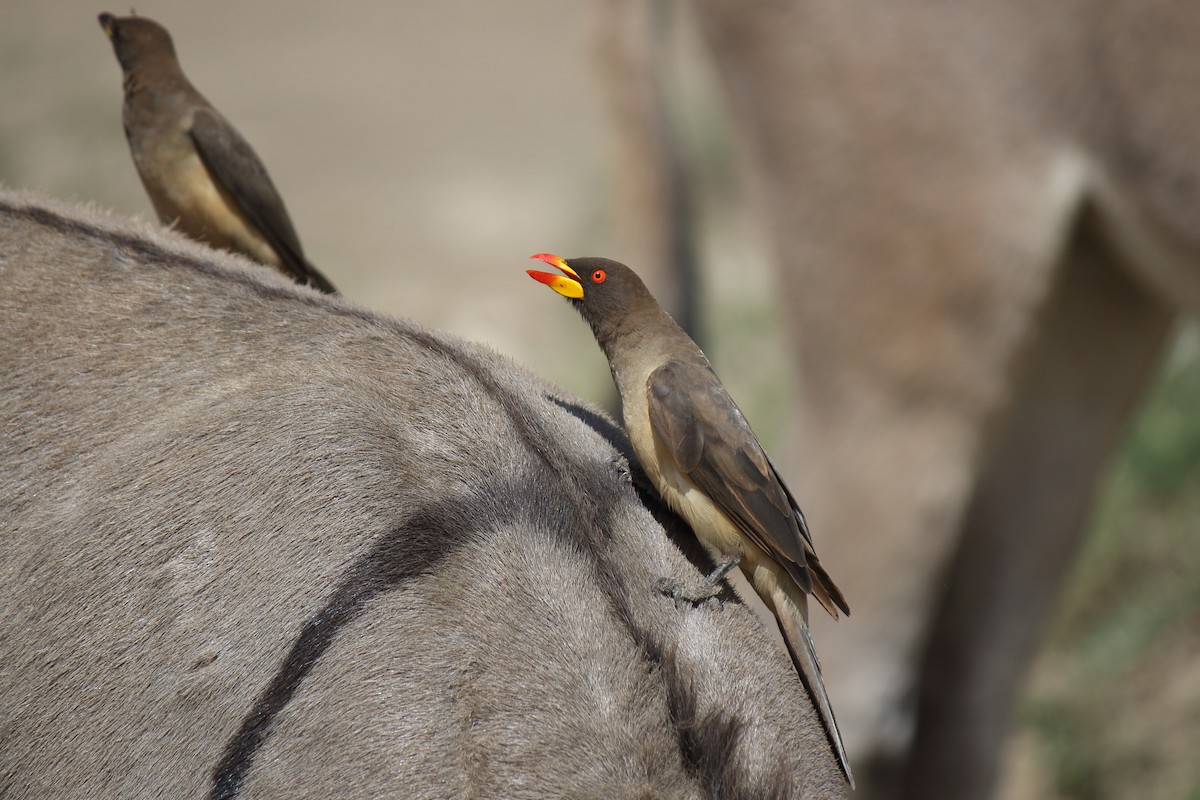 Yellow-billed Oxpecker - ML652531912