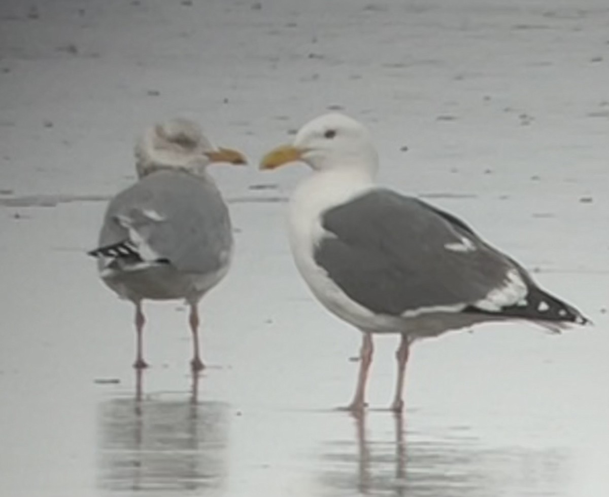 American Herring Gull - ML652532035