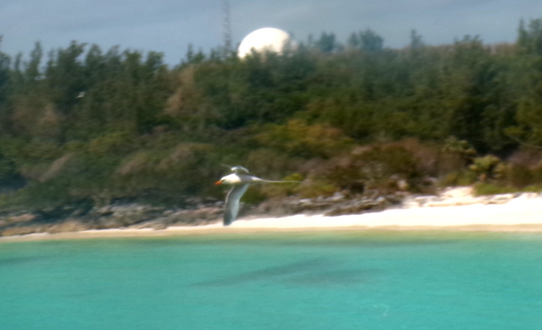 Белохвостый фаэтон - ML652532061