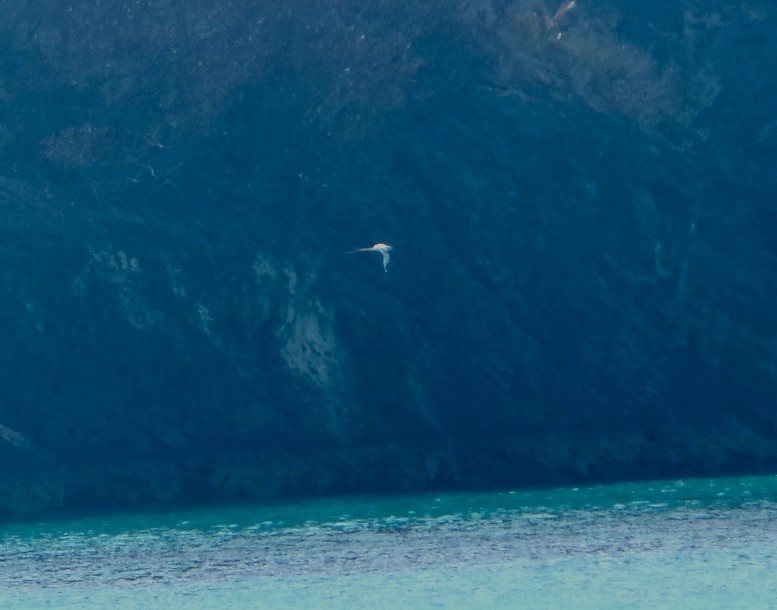 Белохвостый фаэтон - ML652532062