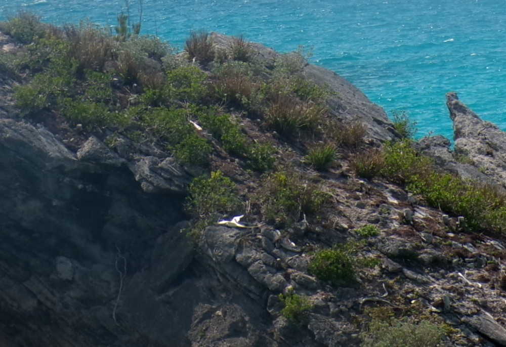 Белохвостый фаэтон - ML652532063