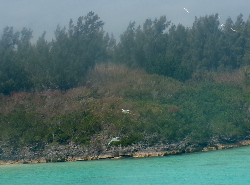 Белохвостый фаэтон - ML652532064