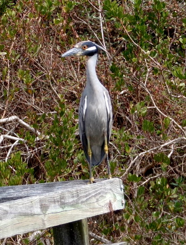 Крабовая кваква - ML652532072