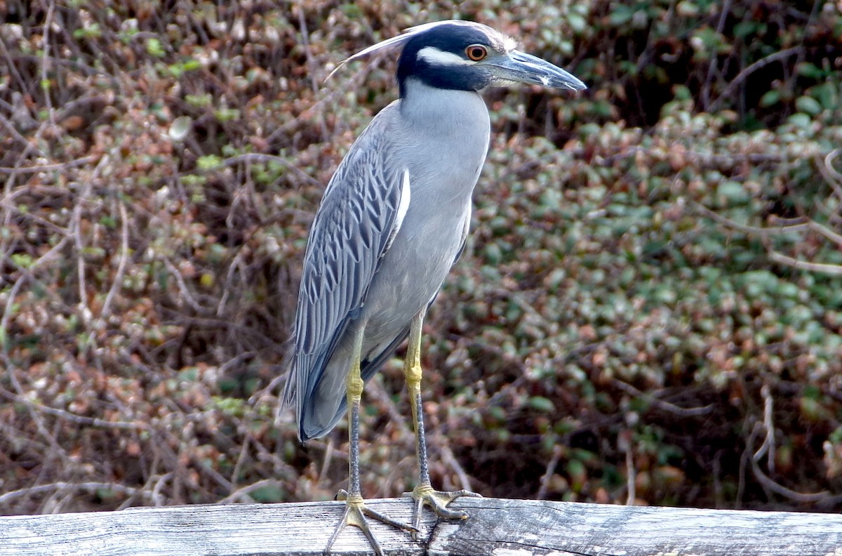 Крабовая кваква - ML652532073