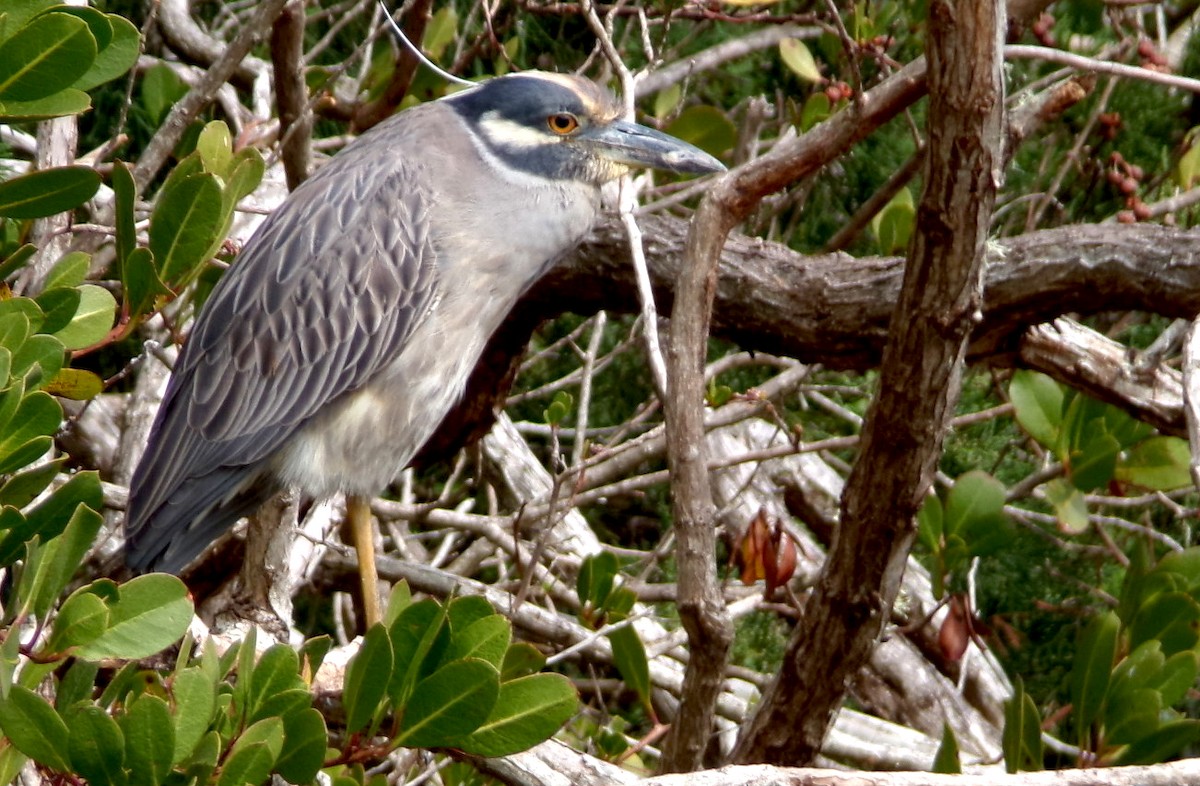 Крабовая кваква - ML652532074