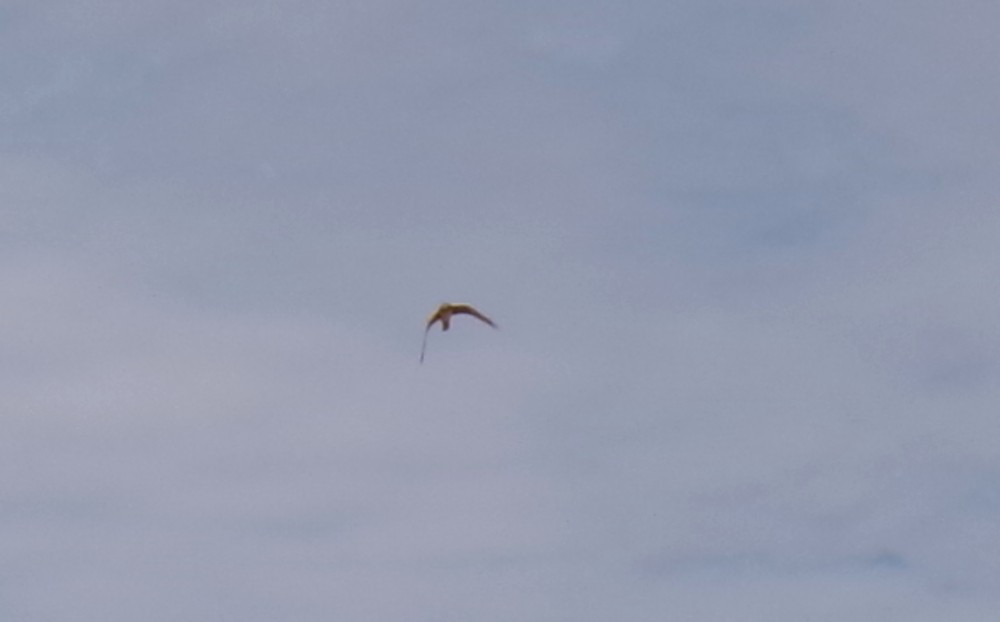 Американский лунь - ML652532114