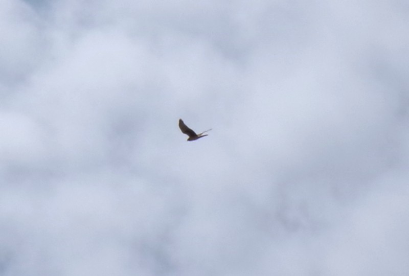 Американский лунь - ML652532115