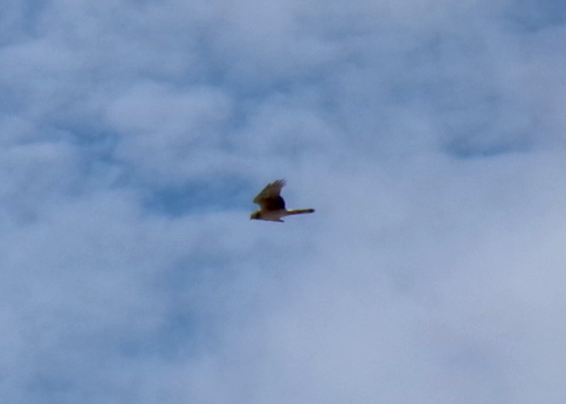 Американский лунь - ML652532116