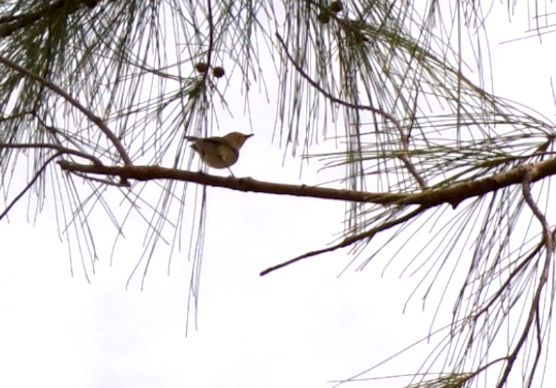 Белоглазый виреон - ML652532124