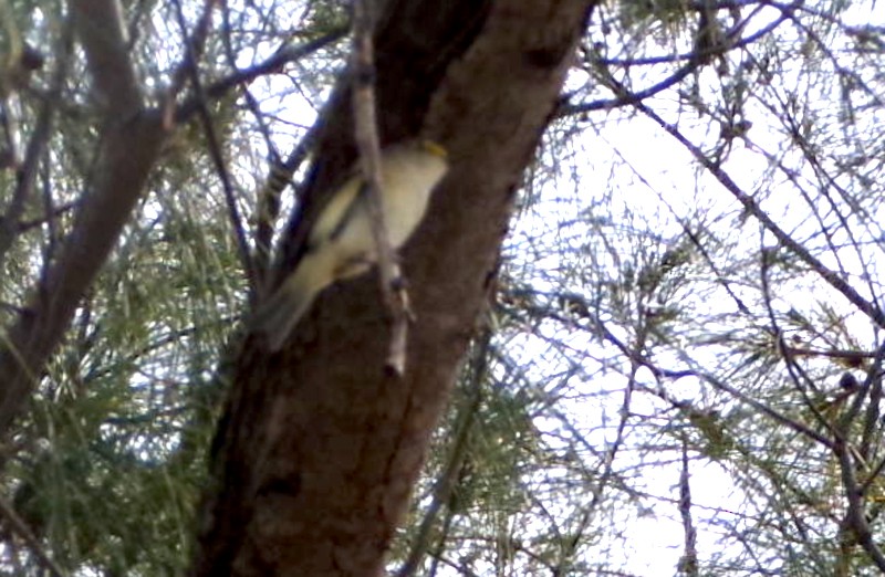 Белоглазый виреон - ML652532125