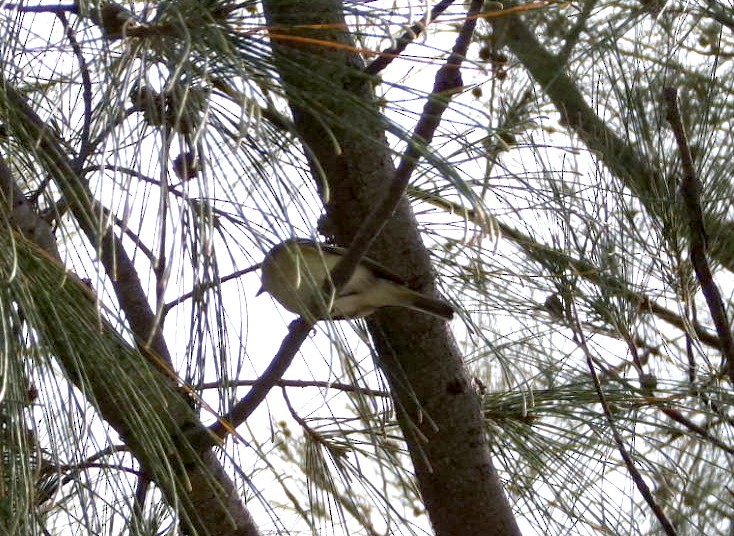 Белоглазый виреон - ML652532126