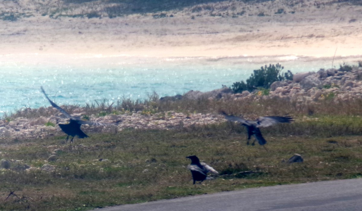 Американская ворона - ML652532145