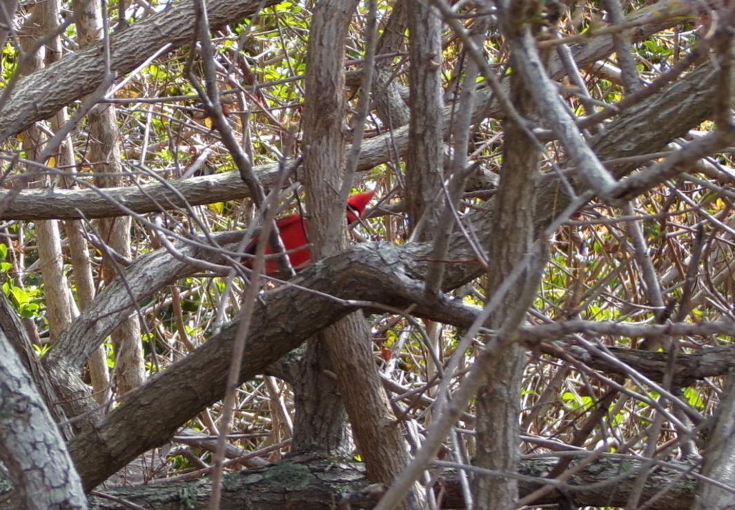 Красный кардинал - ML652532157