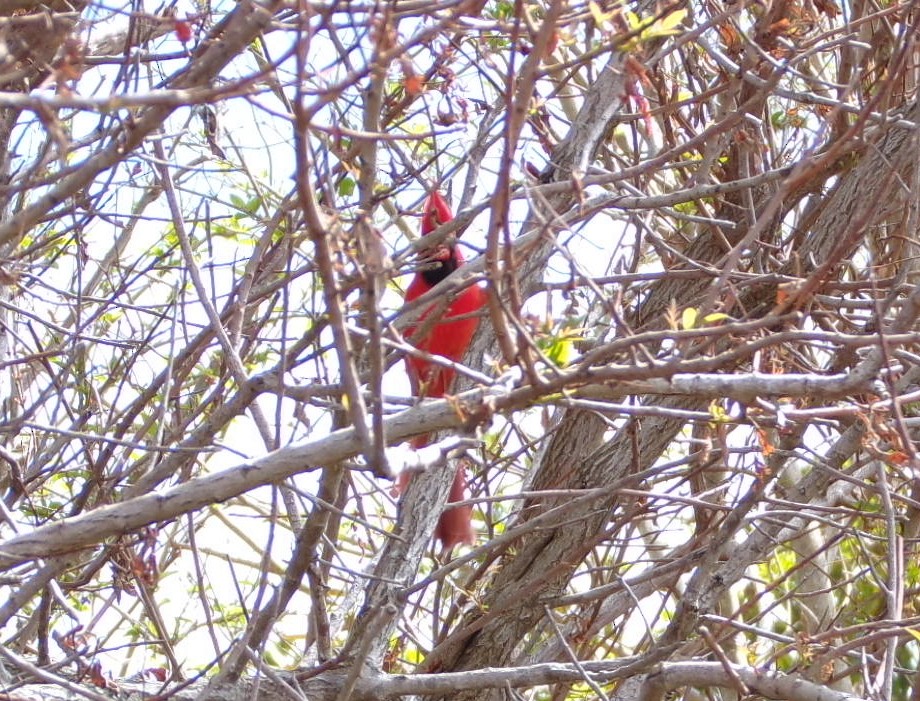 Красный кардинал - ML652532158