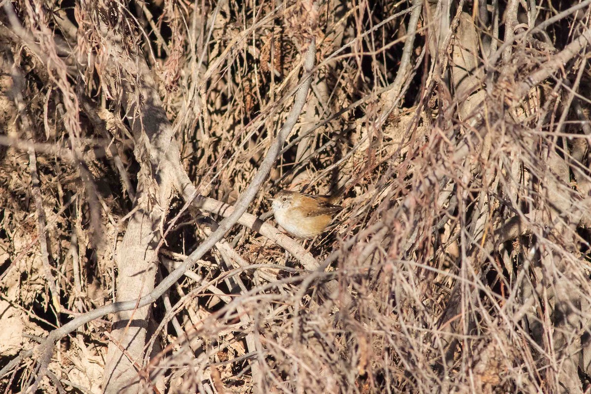 Bataklık Çıtkuşu - ML652532555