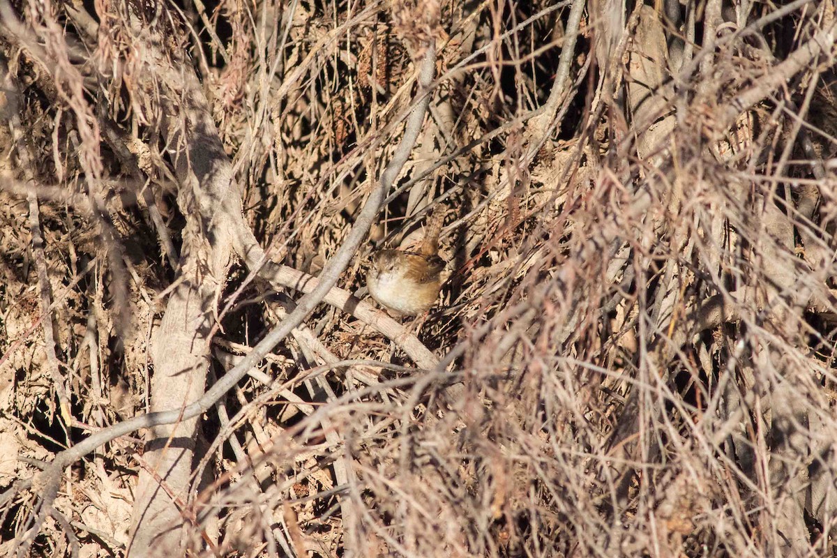 Bataklık Çıtkuşu - ML652532556