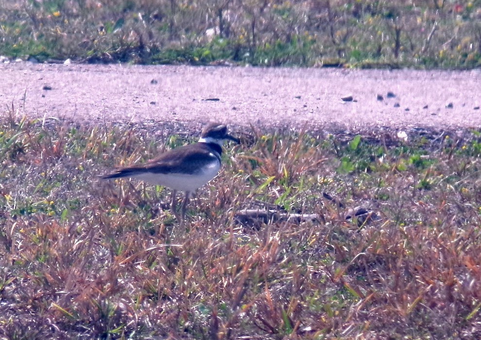 Крикливый зуёк - ML652532568