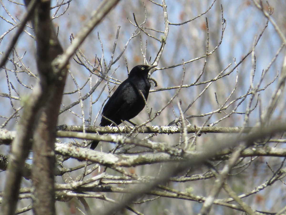 Трупіалець північний - ML652532816