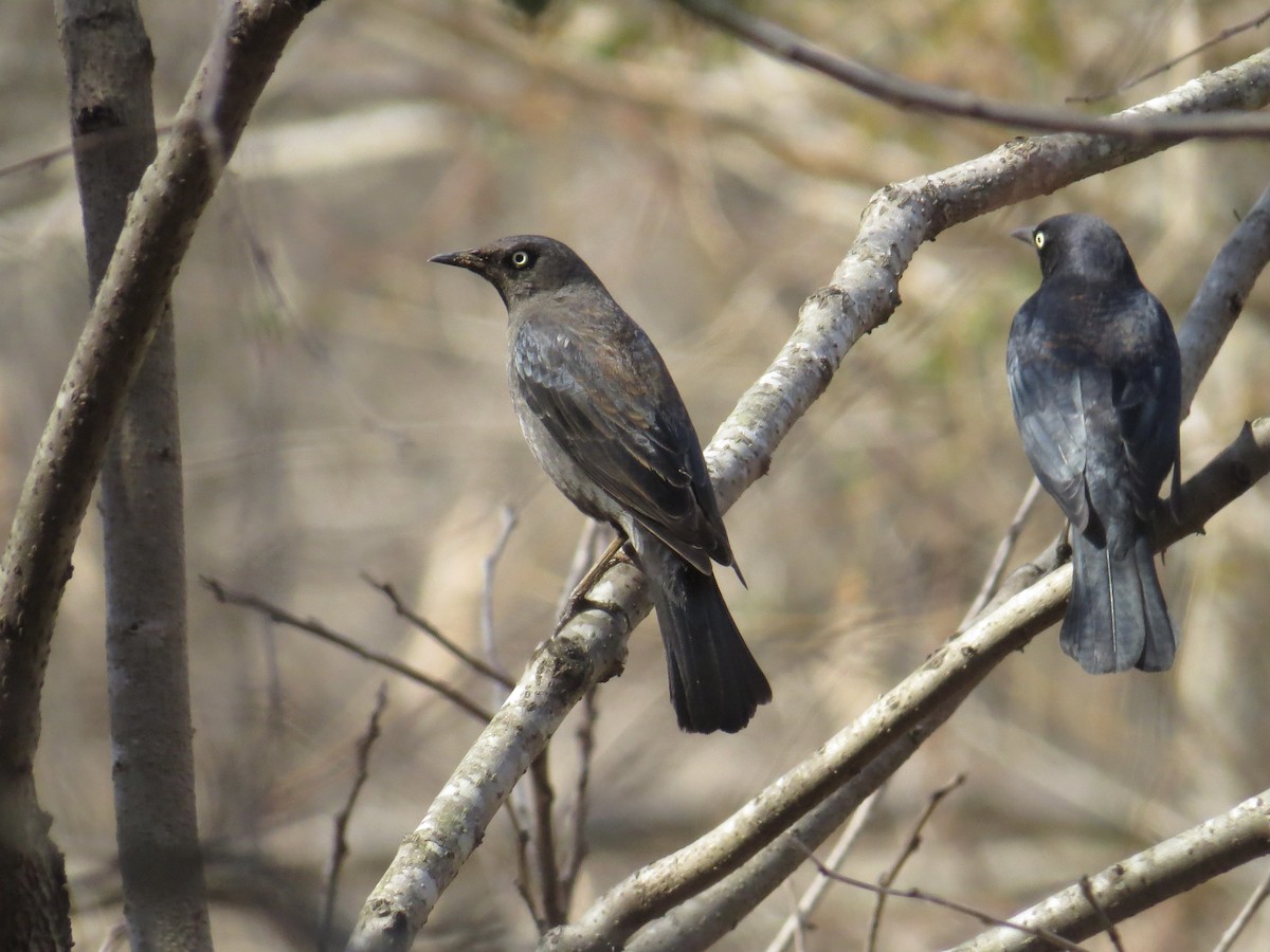 Трупіалець північний - ML652532817