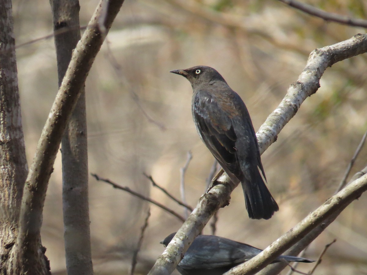 Трупіалець північний - ML652532818