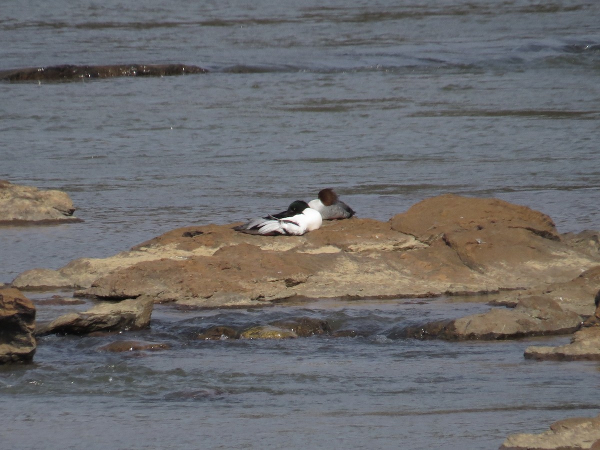 laksand - ML652532918