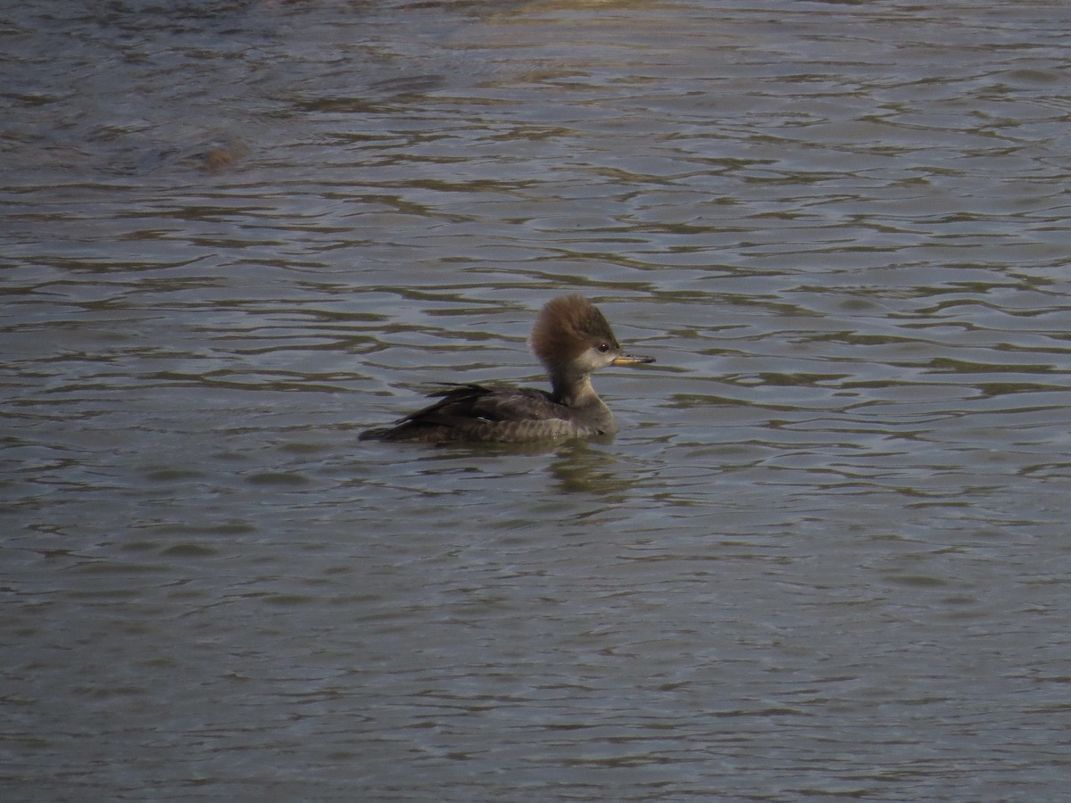 hjelmfiskand - ML652532923