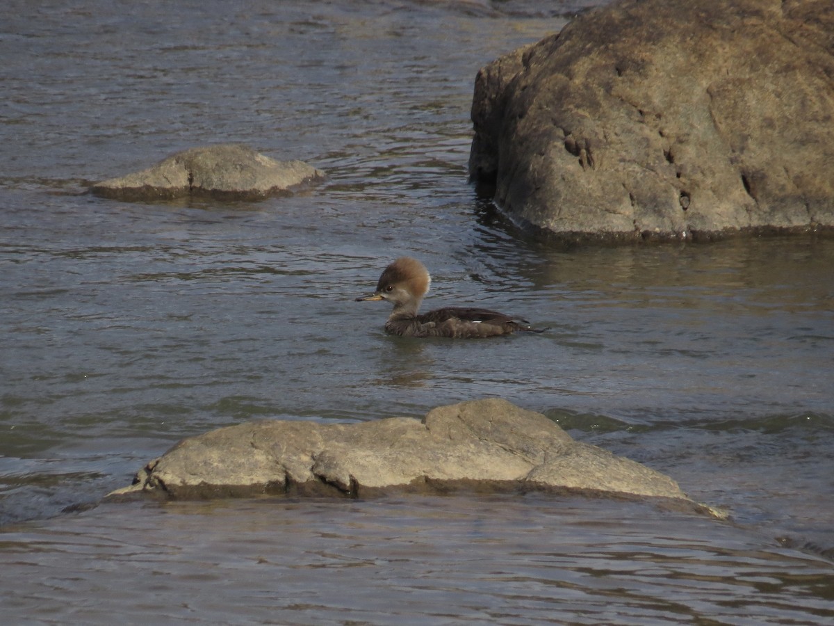 hjelmfiskand - ML652532924