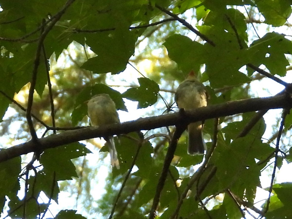 Восточный мухолов - ML652532930